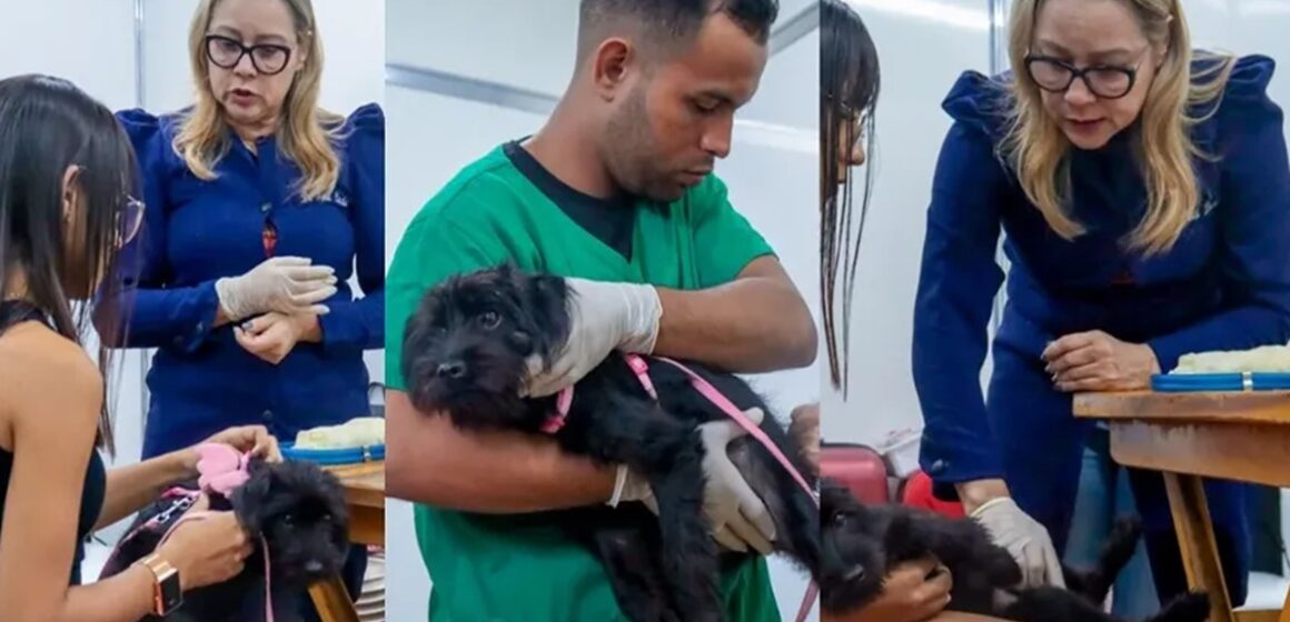 Belém recebe o Pará Pet Show 2025 com serviços gratuitos de saúde animal