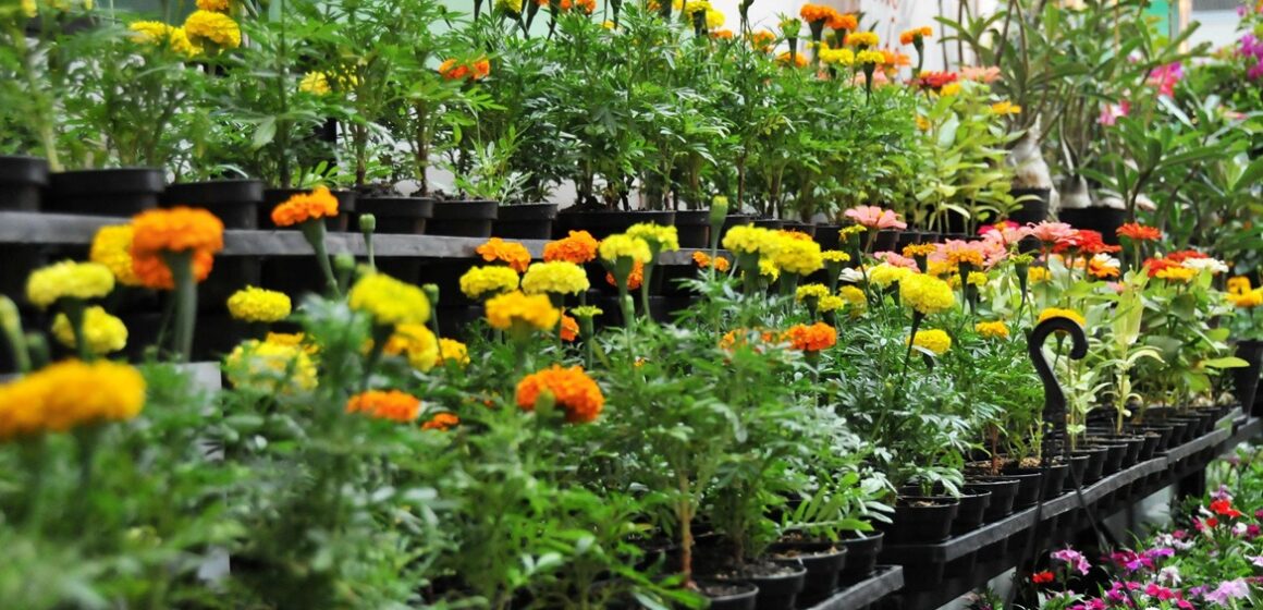 Floricultores paraenses expõem produção durante evento em Belém