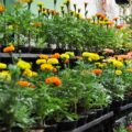 Floricultores paraenses expõem produção durante evento em Belém