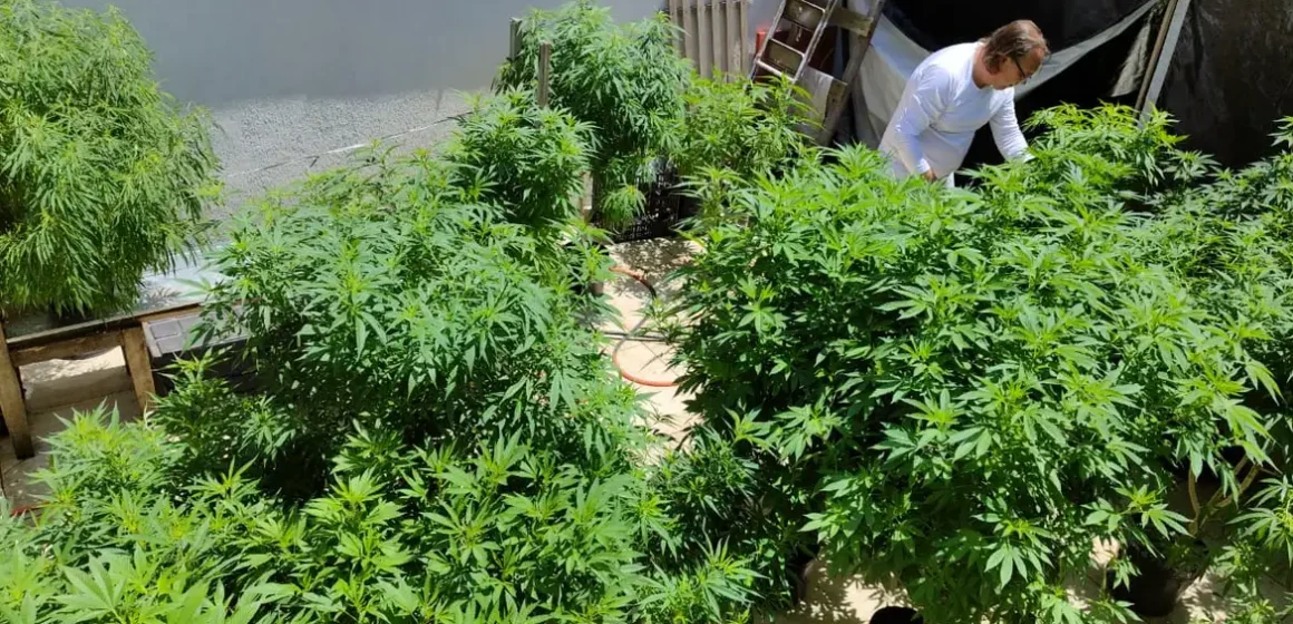 Anvisa fará consulta pública para atualizar regulamentação da cannabis