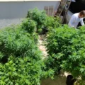 Anvisa fará consulta pública para atualizar regulamentação da cannabis