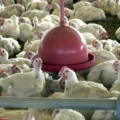 Primeiro surto de gripe aviária letal H7N9 é registrado pelos Estados Unidos desde 2017