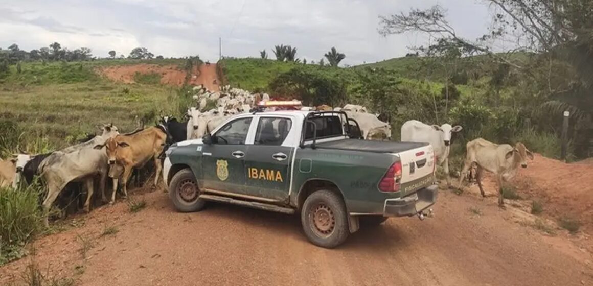 Ibama apreende em Uruará mais de 600 cabeças de gado durante operação contra desmatamento ilegal