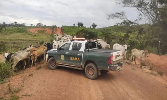 Ibama apreende em Uruará mais de 600 cabeças de gado durante operação contra desmatamento ilegal