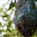 Poluição: no Brasil, aves estão fazendo ninhos com resíduos plásticos