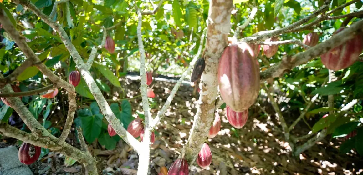 Fundo vai financiar pequenos agricultores de cacau na Bahia e no Pará