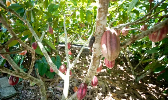 Fundo vai financiar pequenos agricultores de cacau na Bahia e no Pará