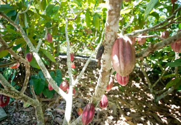 Fundo vai financiar pequenos agricultores de cacau na Bahia e no Pará