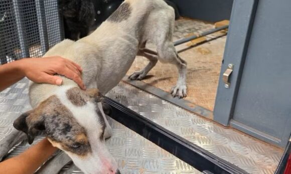 Polícia prende homem em Belém por maus-tratos a animais