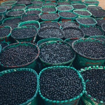 O açaí do Ceará, que vai revolucionar o mercado