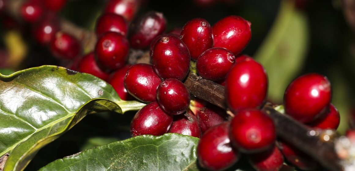 Furto de café nos Estados Unidos cresce com o aumento dos preços