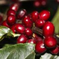 Furto de café nos Estados Unidos cresce com o aumento dos preços