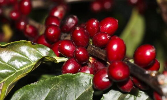 Furto de café nos Estados Unidos cresce com o aumento dos preços