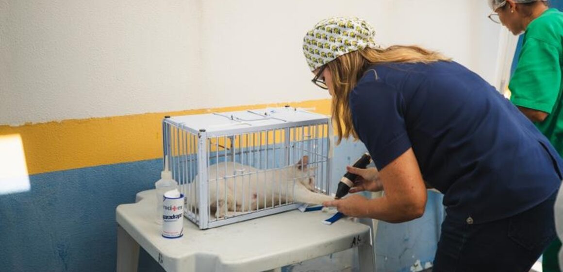 Prefeito de Belém propõe lei mais rigorosa contra maus-tratos a animais