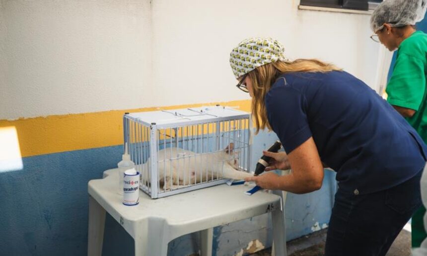 Prefeito de Belém propõe lei mais rigorosa contra maus-tratos a animais