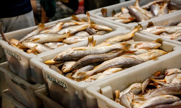 Valor do pescado segue em alta em Belém