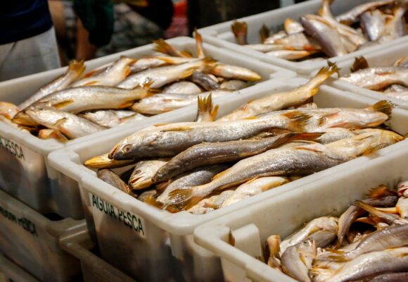 Valor do pescado segue em alta em Belém