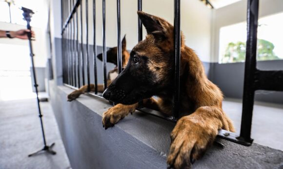 Ação pela causa animal será realizada neste domingo pela Cultura Rede de Comunicação