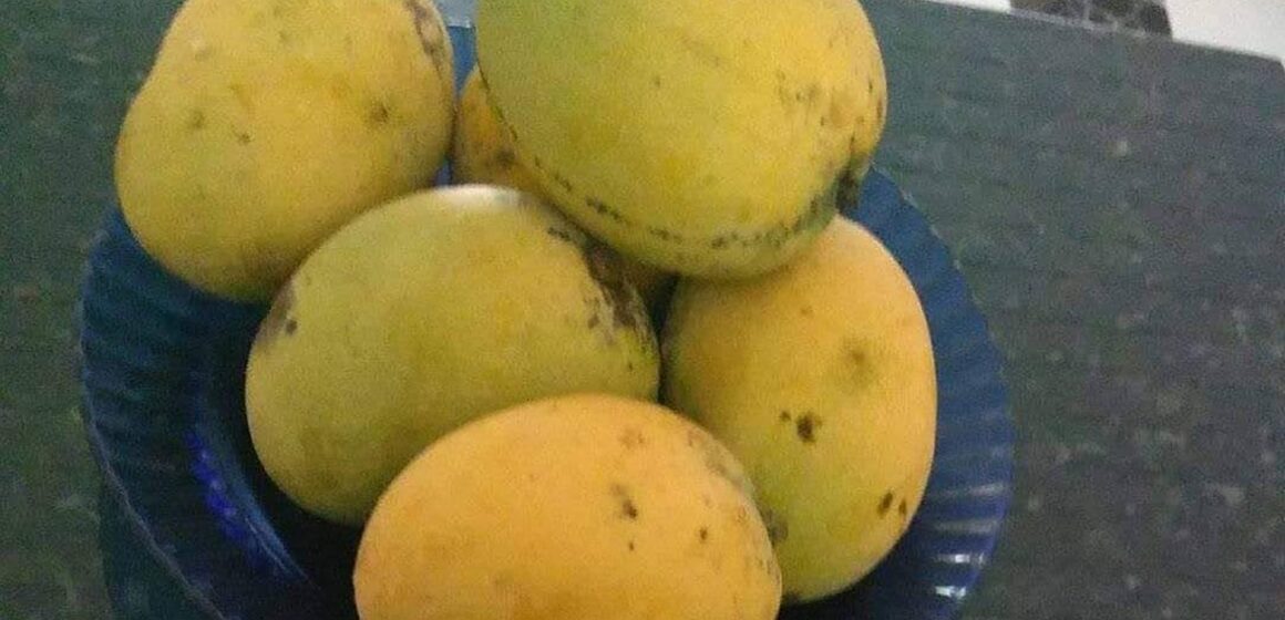 Pesquisa americana indica que a manga pode auxiliar no controle do diabetes tipo 2