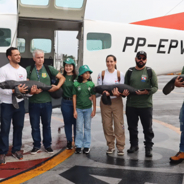 Semas resgata três filhotes de peixe-boi em Santarém