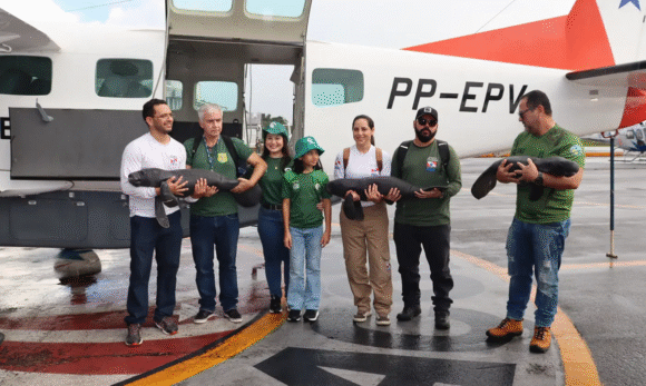 Semas resgata três filhotes de peixe-boi em Santarém