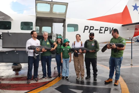 Semas resgata três filhotes de peixe-boi em Santarém