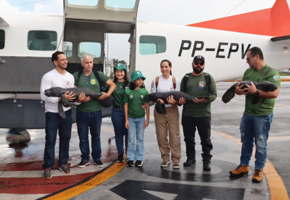 Semas resgata três filhotes de peixe-boi em Santarém