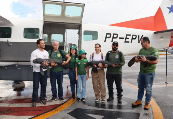 Semas resgata três filhotes de peixe-boi em Santarém