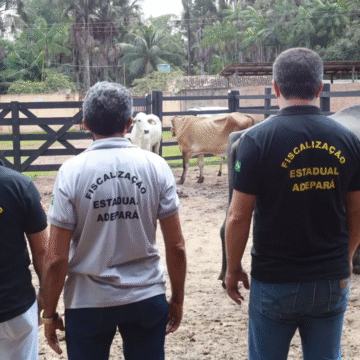 Adepará inicia campanha de atualização de cadastro de animais no Estado
