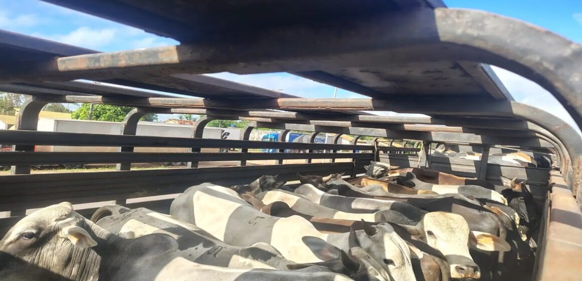 20250525105805-GC00067352-F00240532 No Pará, 147 toneladas de soja e 75 cabeças de gado com irregularidades fiscais são apreendidas