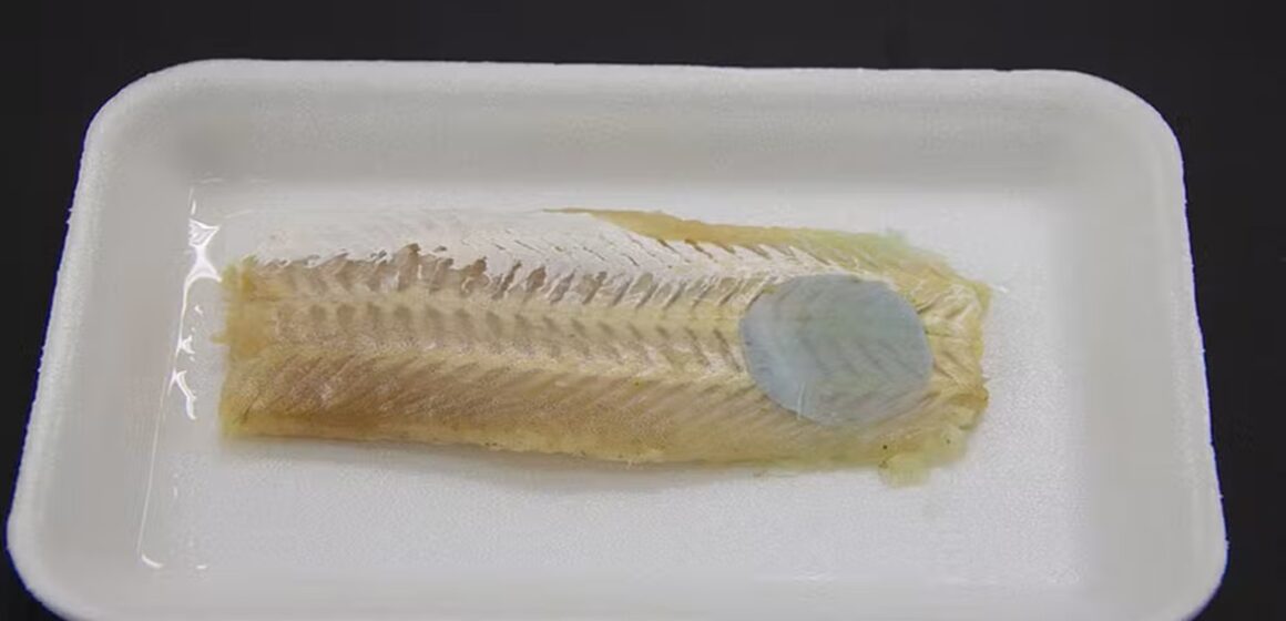 Embrapa desenvolve embalagem que muda de cor para avisar se peixe está estragado