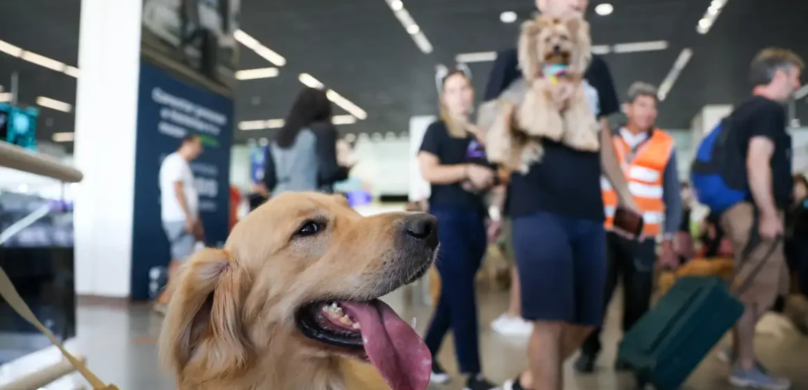 Aéreas podem se negar a embarcar animais de suporte emocional, diz STJ