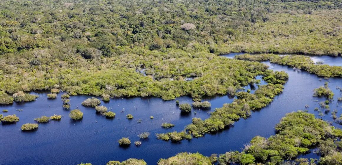 Desmatamento cai 32,4% no Brasil em 2024, aponta relatório