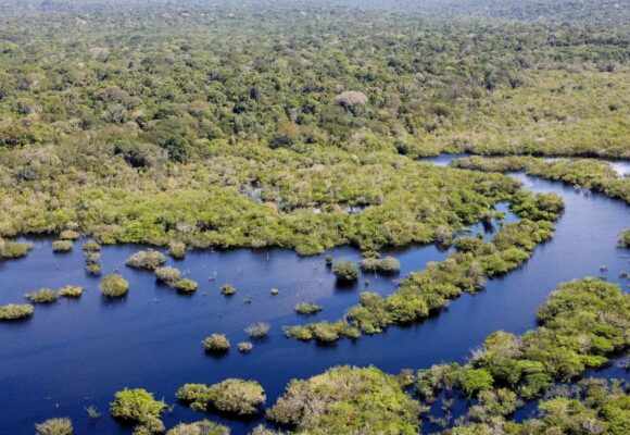 Desmatamento cai 32,4% no Brasil em 2024, aponta relatório