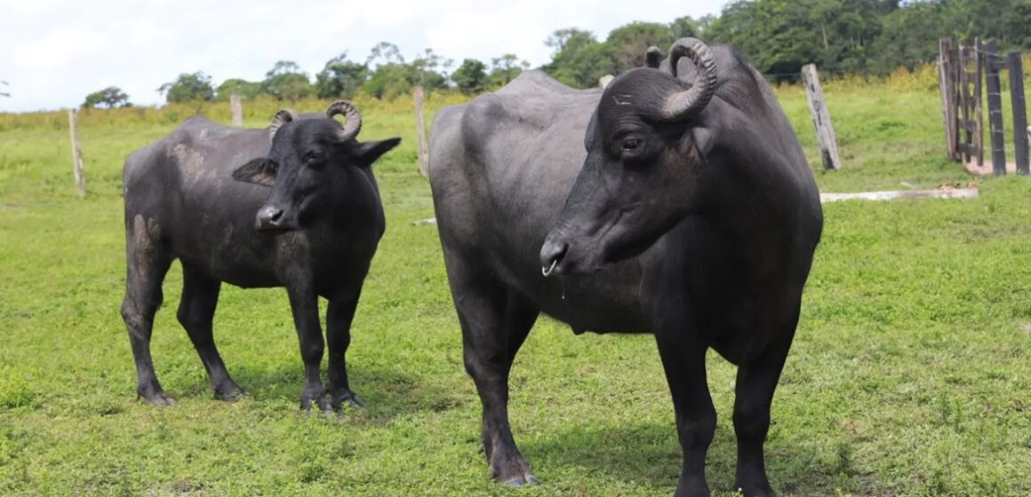 Adepará inicia campanha para atualizar cadastro de rebanhos no Pará