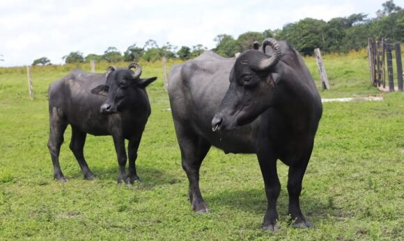 Adepará inicia campanha para atualizar cadastro de rebanhos no Pará