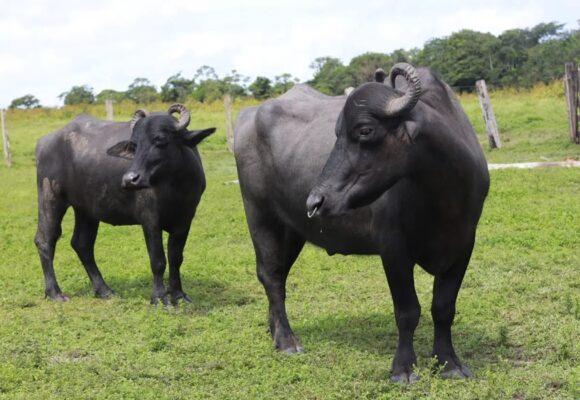 Adepará inicia campanha para atualizar cadastro de rebanhos no Pará