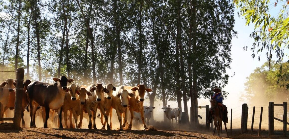 Pará regulamenta Cota de Proteção Ambiental para aliar produção rural e conservação florestal