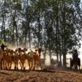 Pará regulamenta Cota de Proteção Ambiental para aliar produção rural e conservação florestal