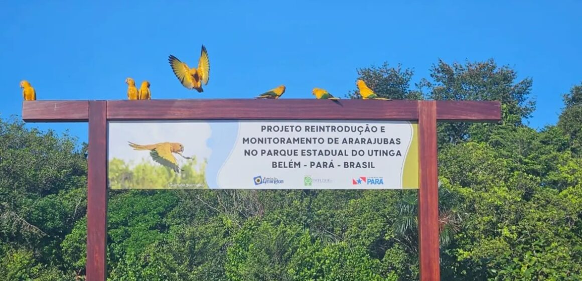 Projeto de conservação das ararajubas avança com modernização de aviário no Parque do Utinga