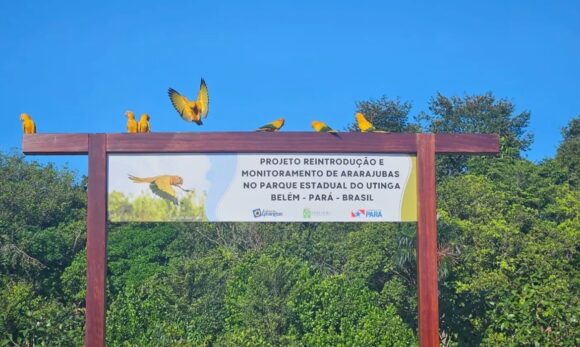 Projeto de conservação das ararajubas avança com modernização de aviário no Parque do Utinga