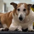 Cão famoso da UFSM é “nomeado” pró-reitor de assuntos caninos em brincadeira institucional