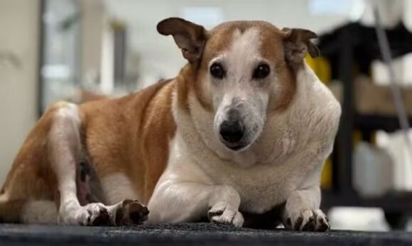 Cão famoso da UFSM é “nomeado” pró-reitor de assuntos caninos em brincadeira institucional