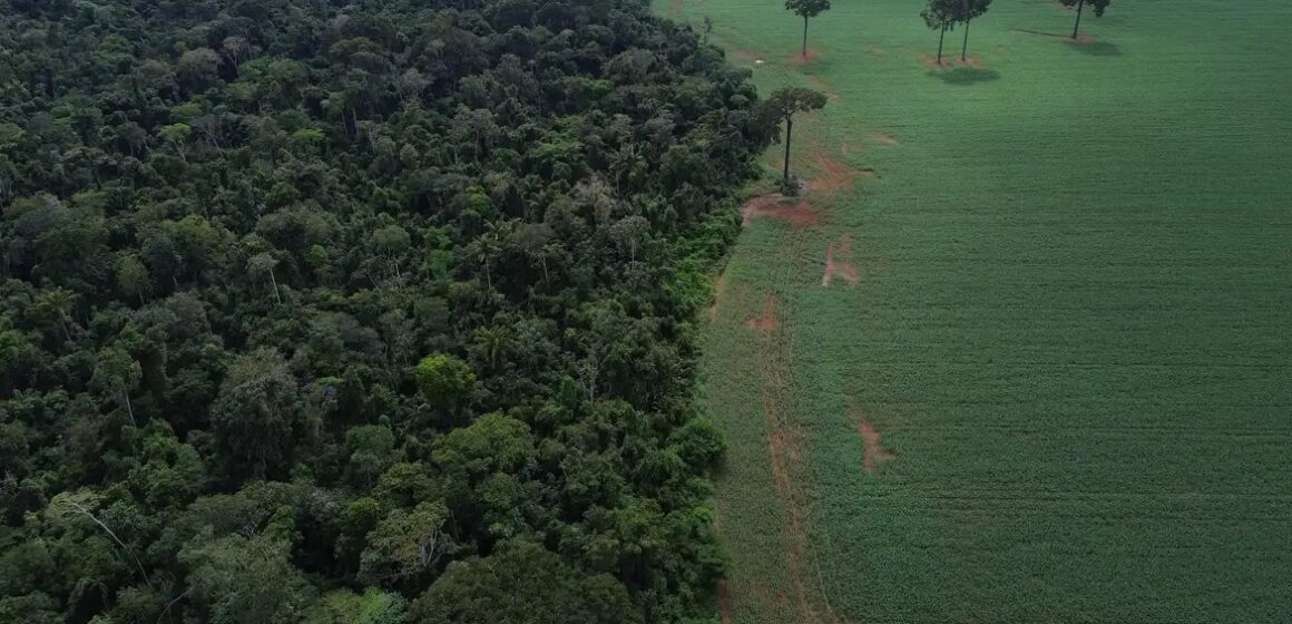 Trópicos perdem área recorde de floresta primária em 2024