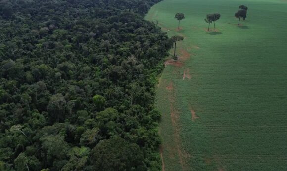 Trópicos perdem área recorde de floresta primária em 2024