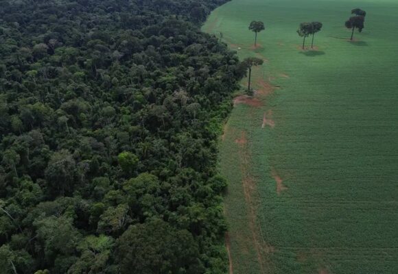 Trópicos perdem área recorde de floresta primária em 2024