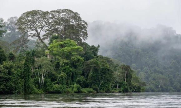 Conselho Gestor da Floresta do Trombetas é renovado com maior participação social