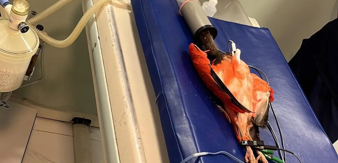 Guarás do Mangal passam por exames inéditos para estudo cardiológico