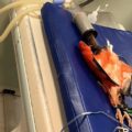 Guarás do Mangal passam por exames inéditos para estudo cardiológico