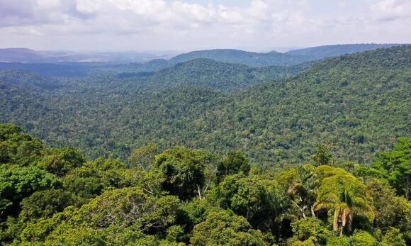 Instituto lança edital para projetos de economia sustentável na Amazônia